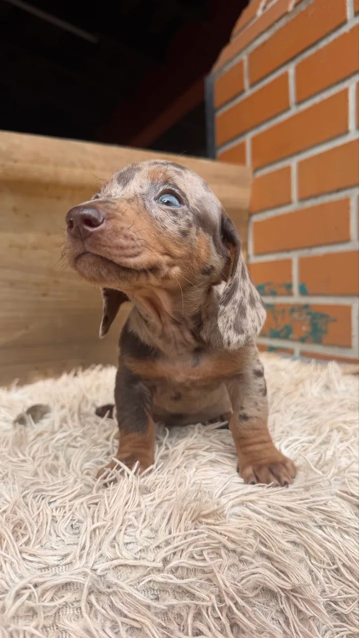 Dachshund macho arlequim  - Foto 2