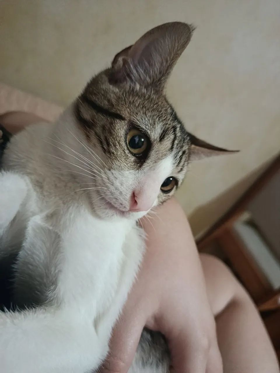 Doação gato macho  - Foto 4
