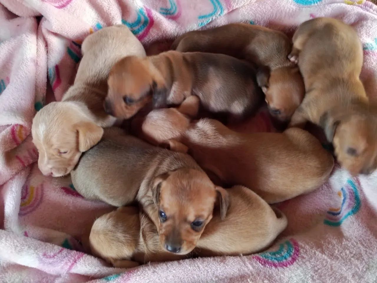 Filhotes de dachshund "salsicha" - Foto 3