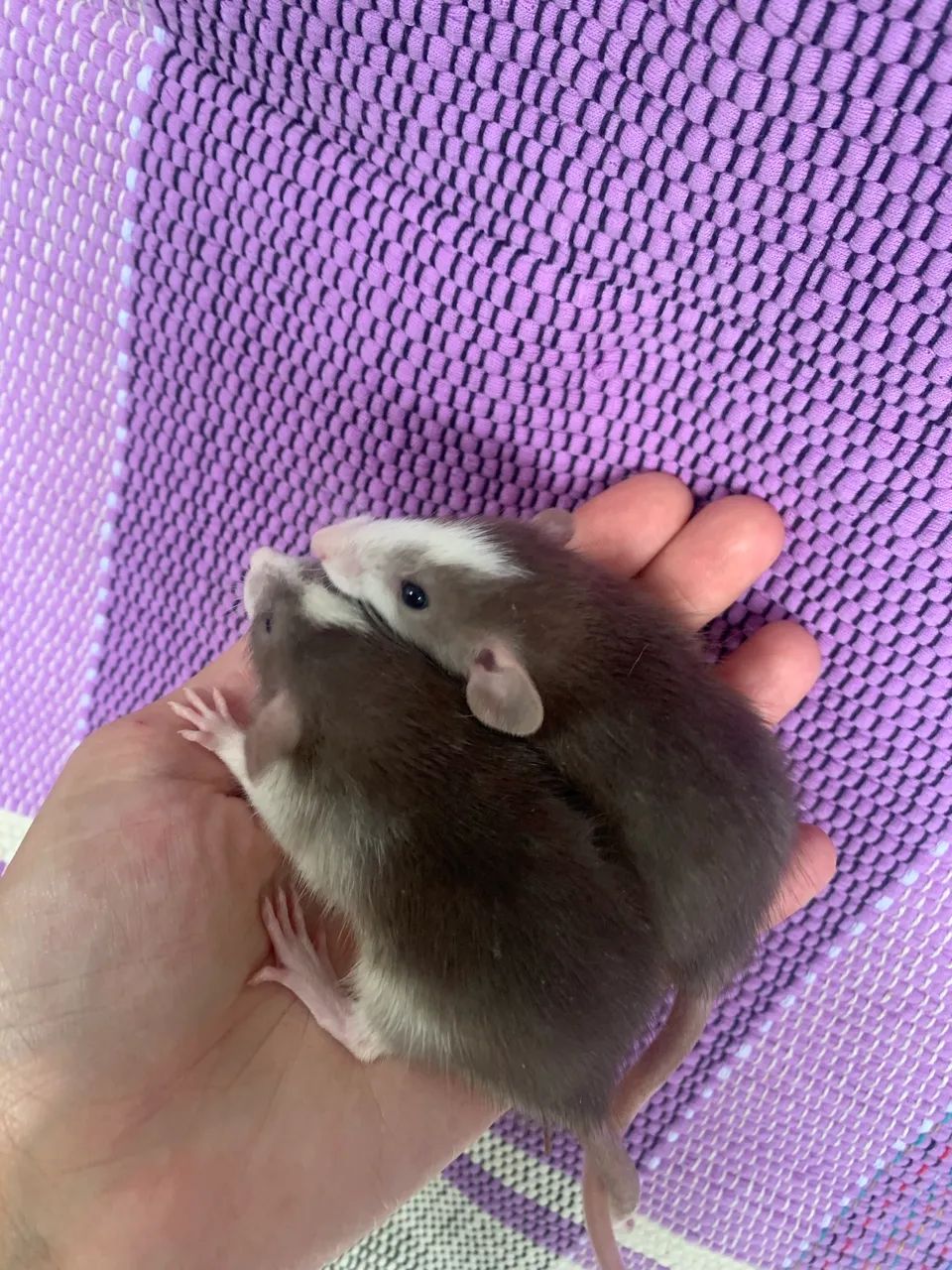 Ratos Twister à venda  - Foto 6