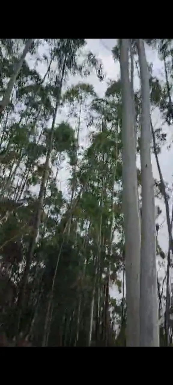 SÍTIO COM EUCALIPTO EM ARMAZÉM SC  - Foto 5