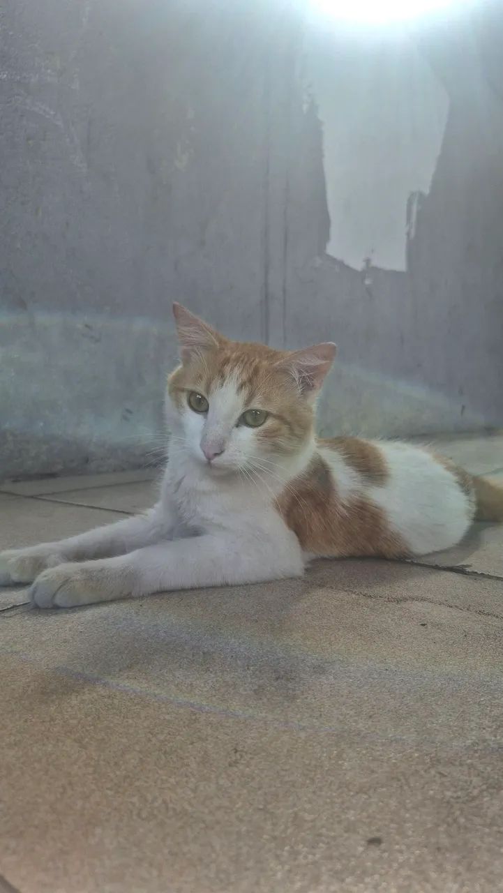 Gatinho para doação  - Foto 5