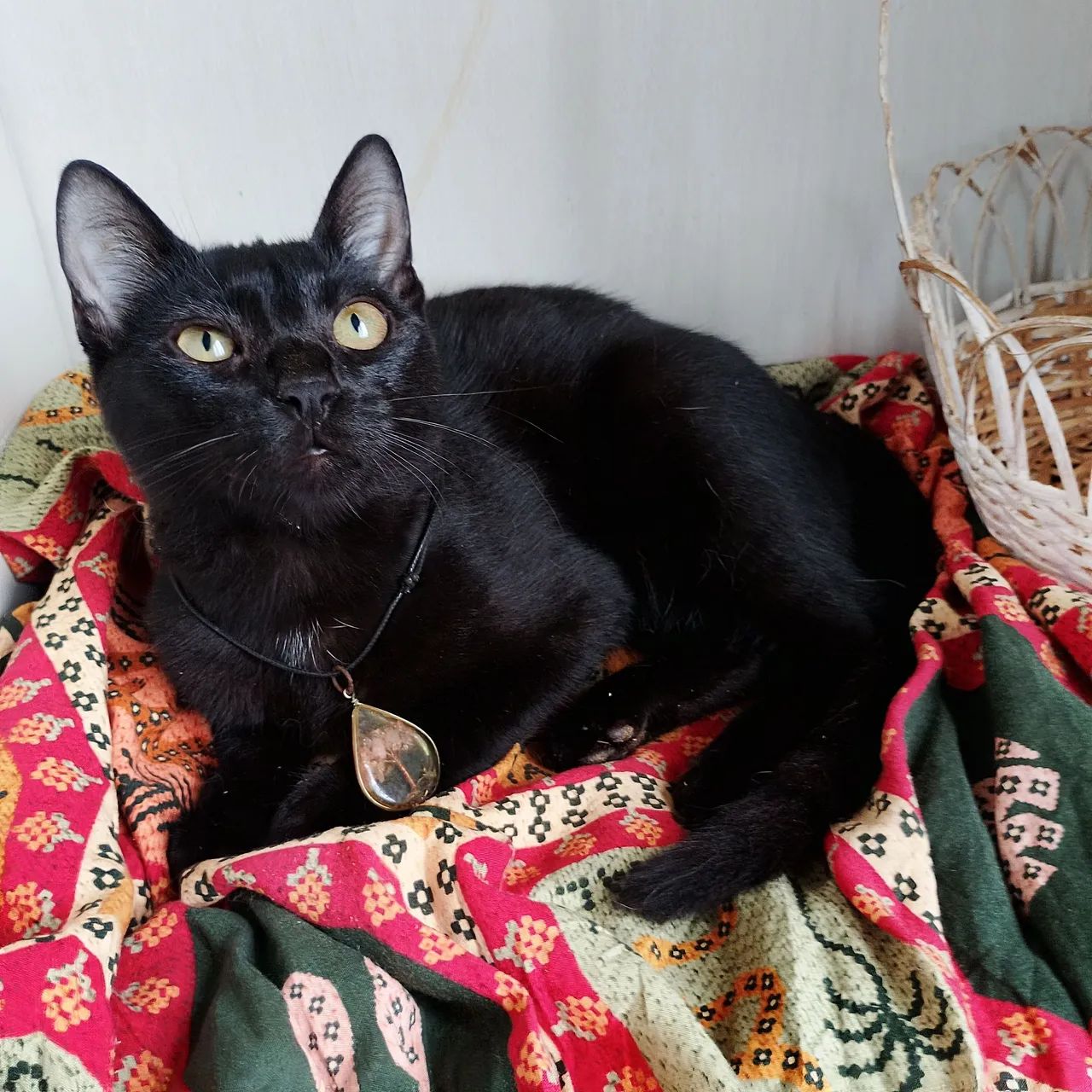 Doação pantera negra  - Foto 3