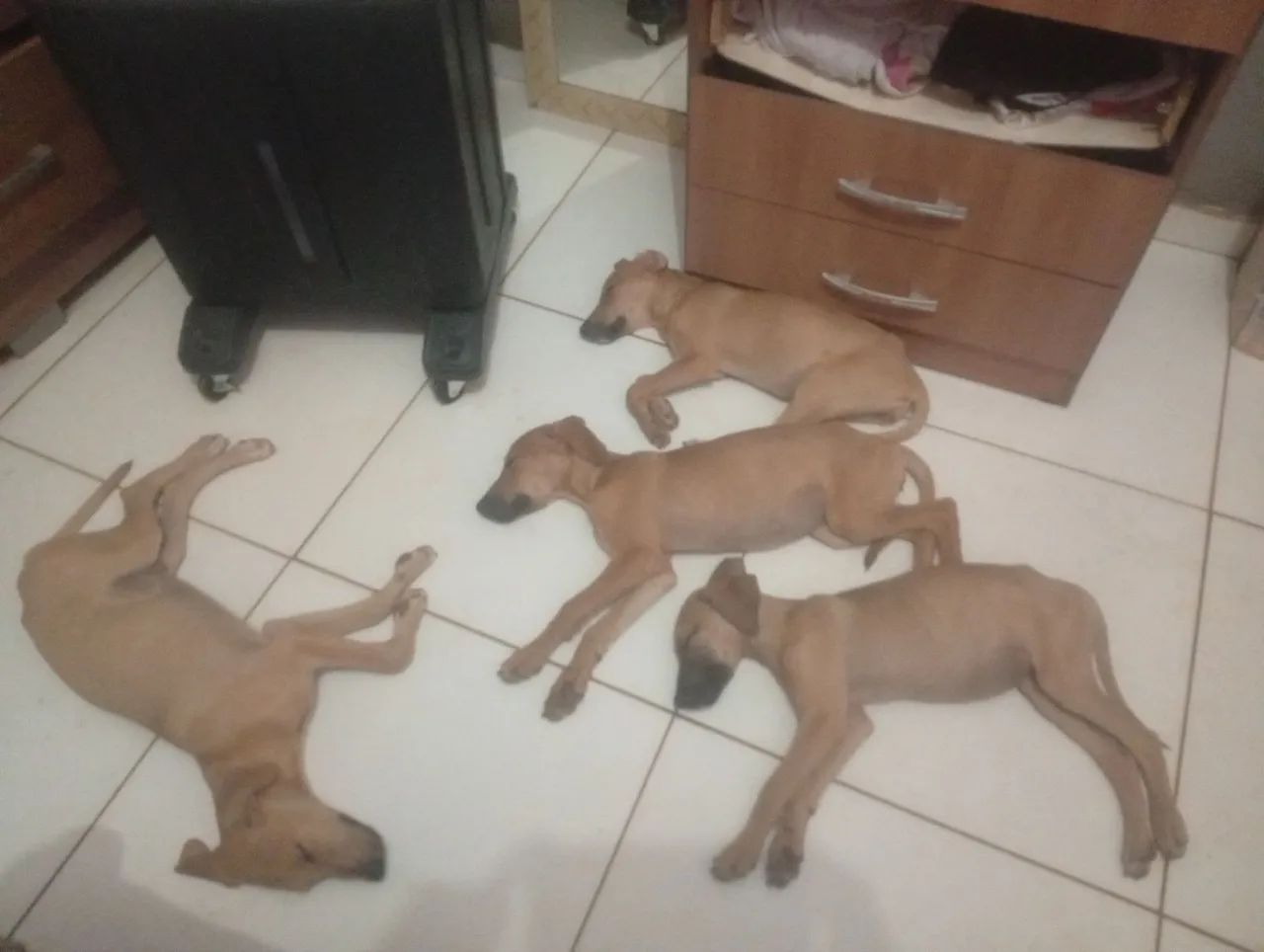 Doação de filhotes 