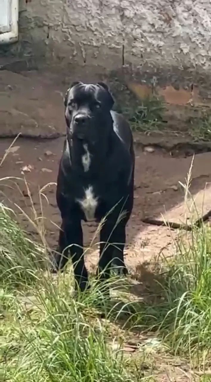 Cane Corso - Foto 3