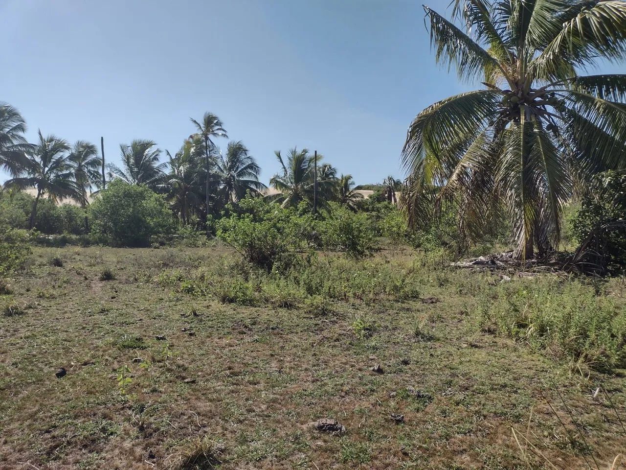 Vendo sítio próximo a praia do Peba/AL - Foto 2