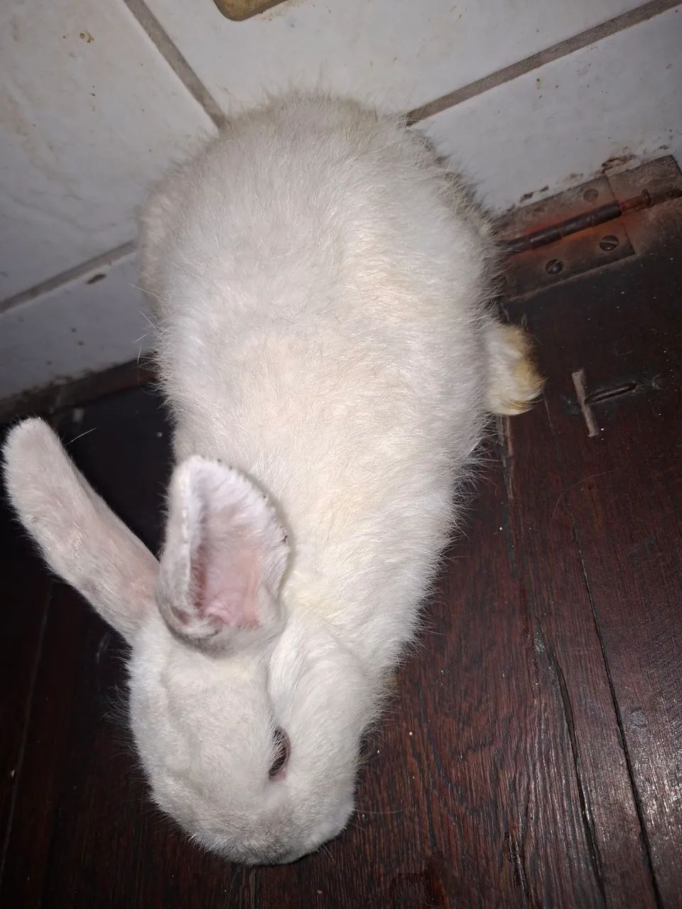 Vendem-se coelhos filhotes - Foto 3