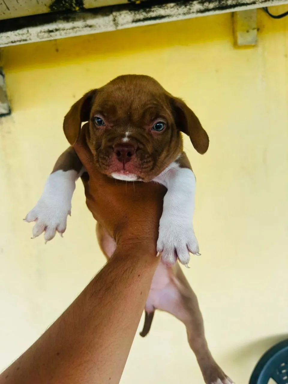 AMERICAN BULLY  - Foto 4
