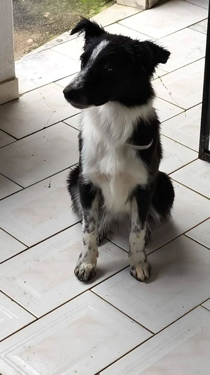 border collie - Foto 2