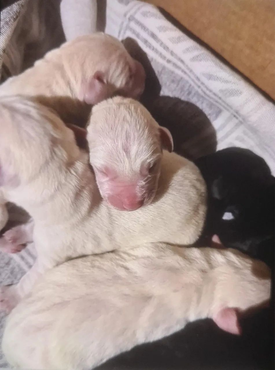Vendo filhotes de labrador puros - Foto 5