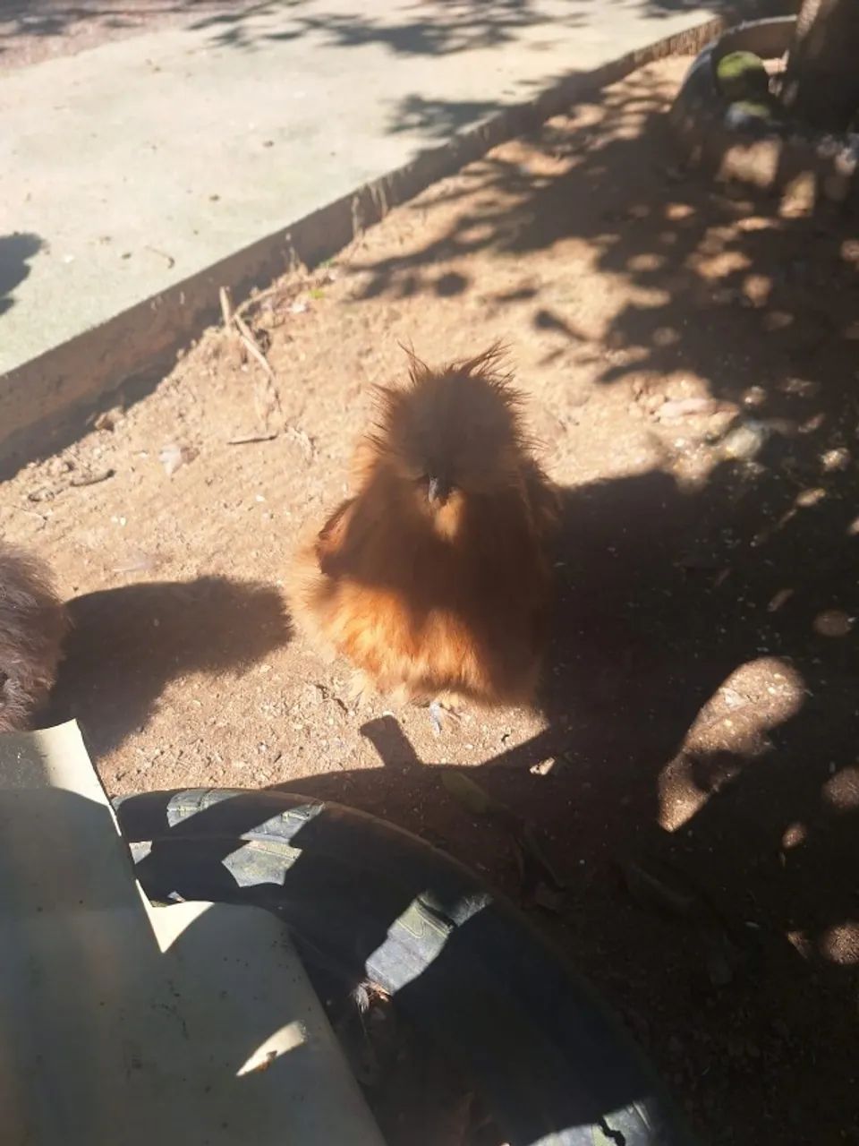 Galinhos sedosos,  pet - Foto 3