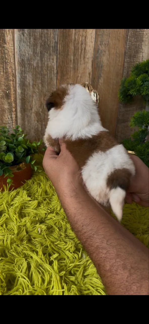 ShihTzu macho - Foto 3