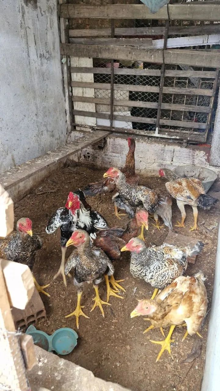 Vende se frangos cariocas misturado com Índio gigante  - Foto 5