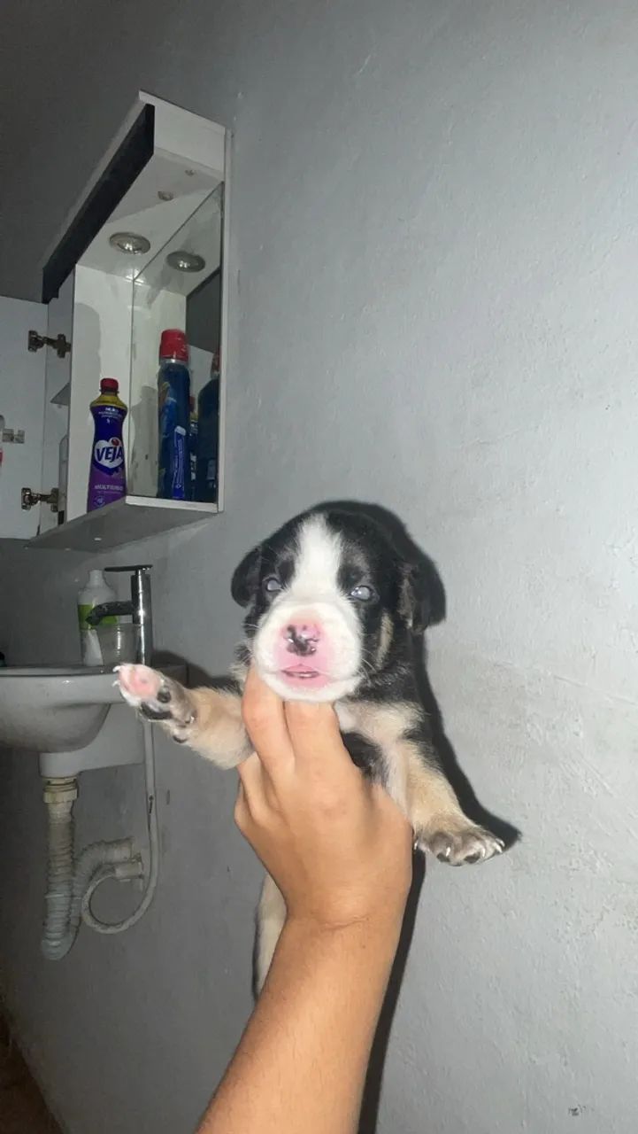 Cachorro p adoção  - Foto 4