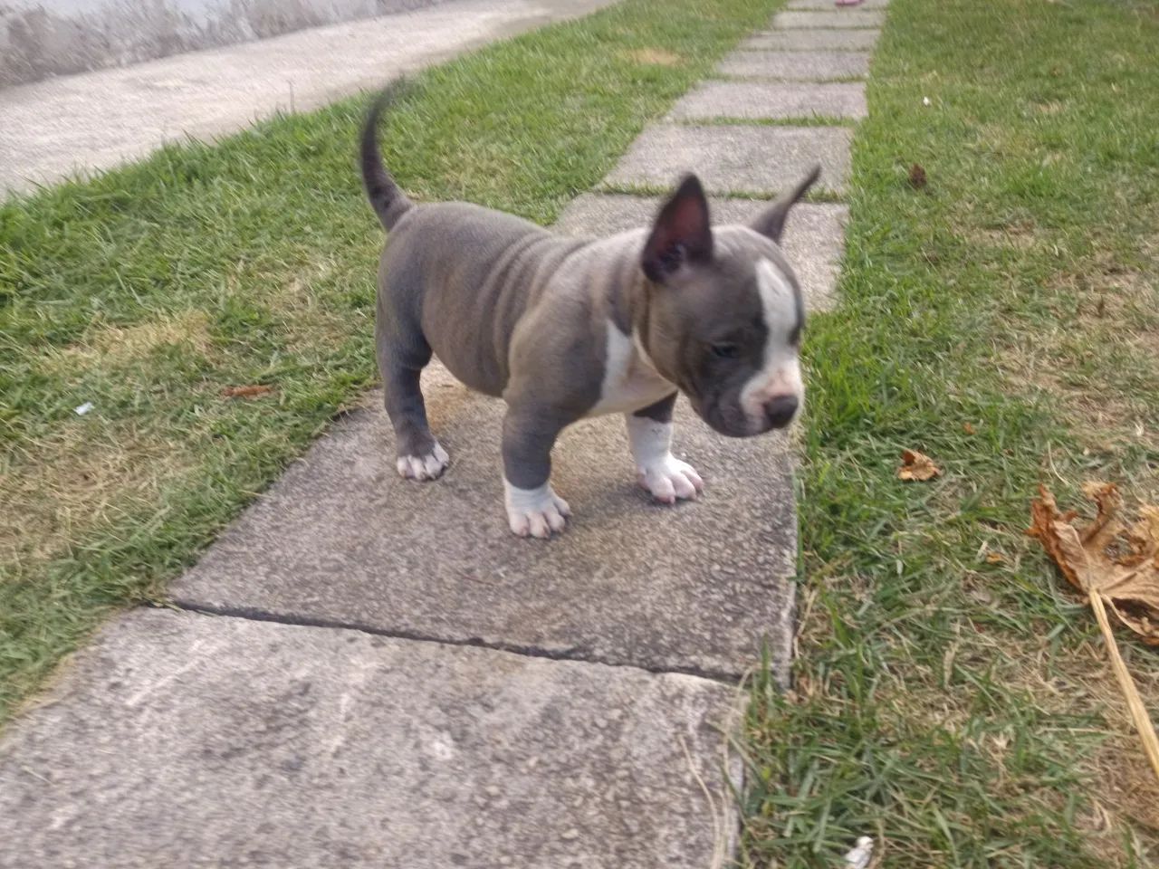 American bully pocket