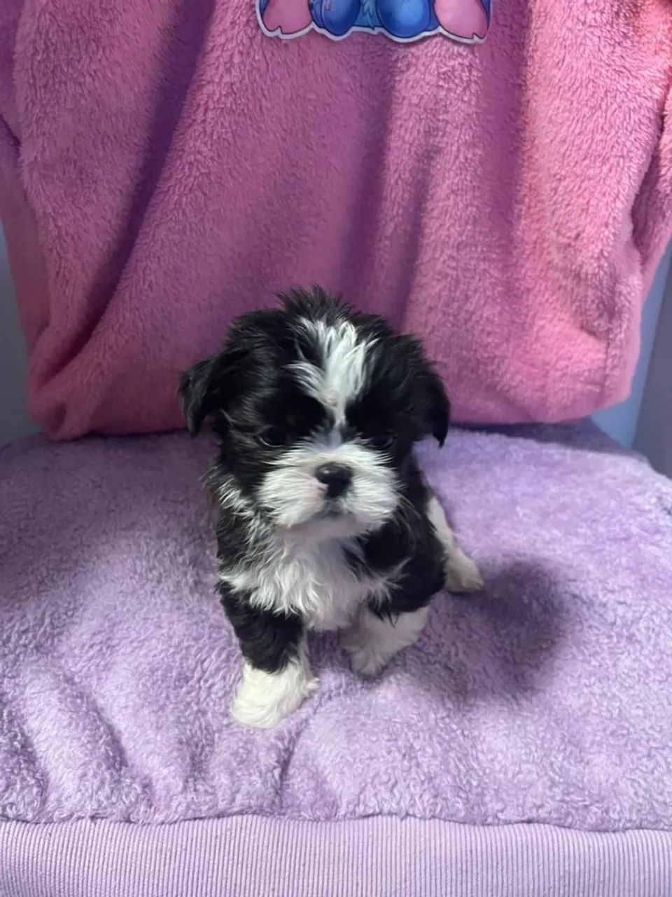 Lindos shih tzu mini  - Foto 2