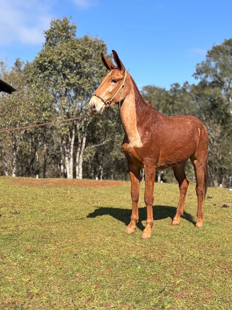 Vendo Burro - Foto 3