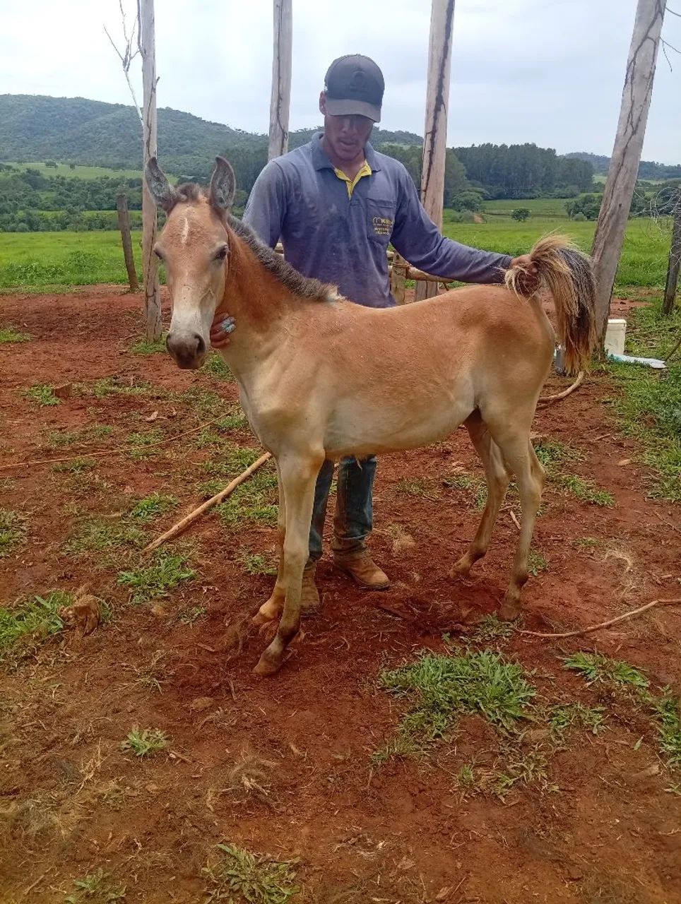Potra favacho linda marchadeira - Foto 2