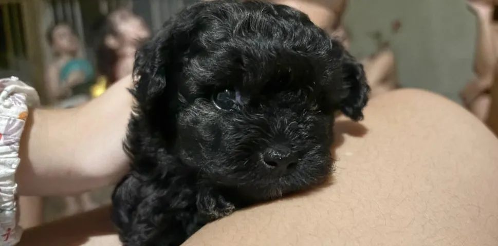 FILHOTES DE POODLE - Foto 2