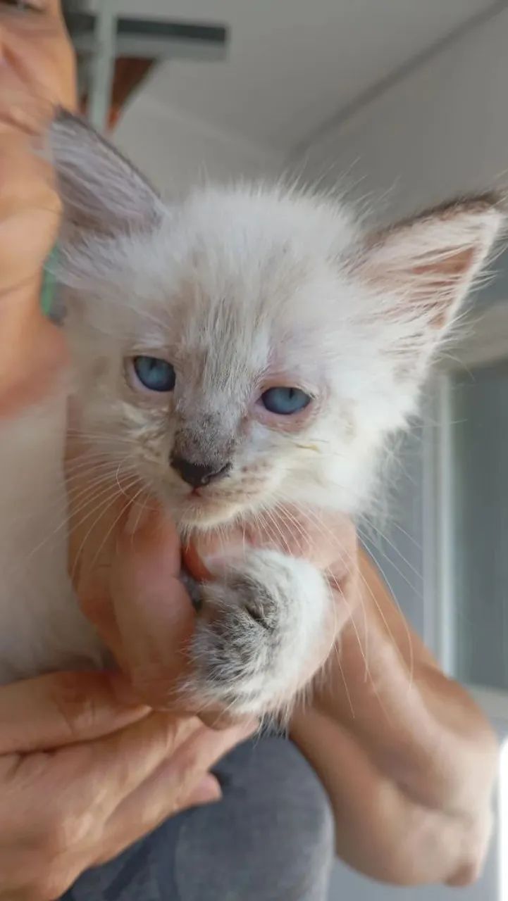 Doação Responsável 