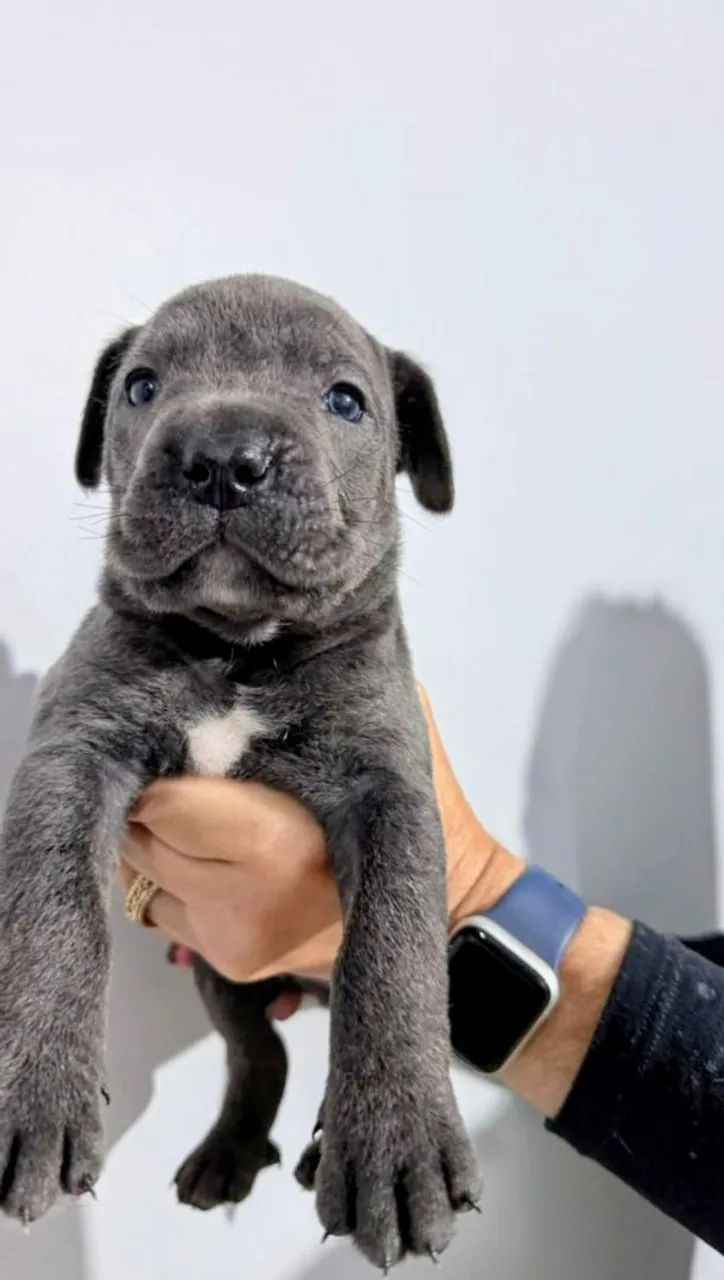 Cane corso Italiano  - Foto 5