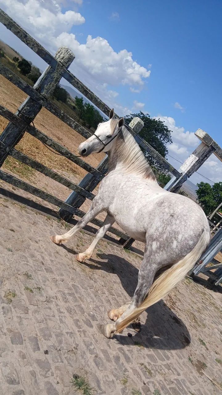 Vendo cavalo de 6 anos 