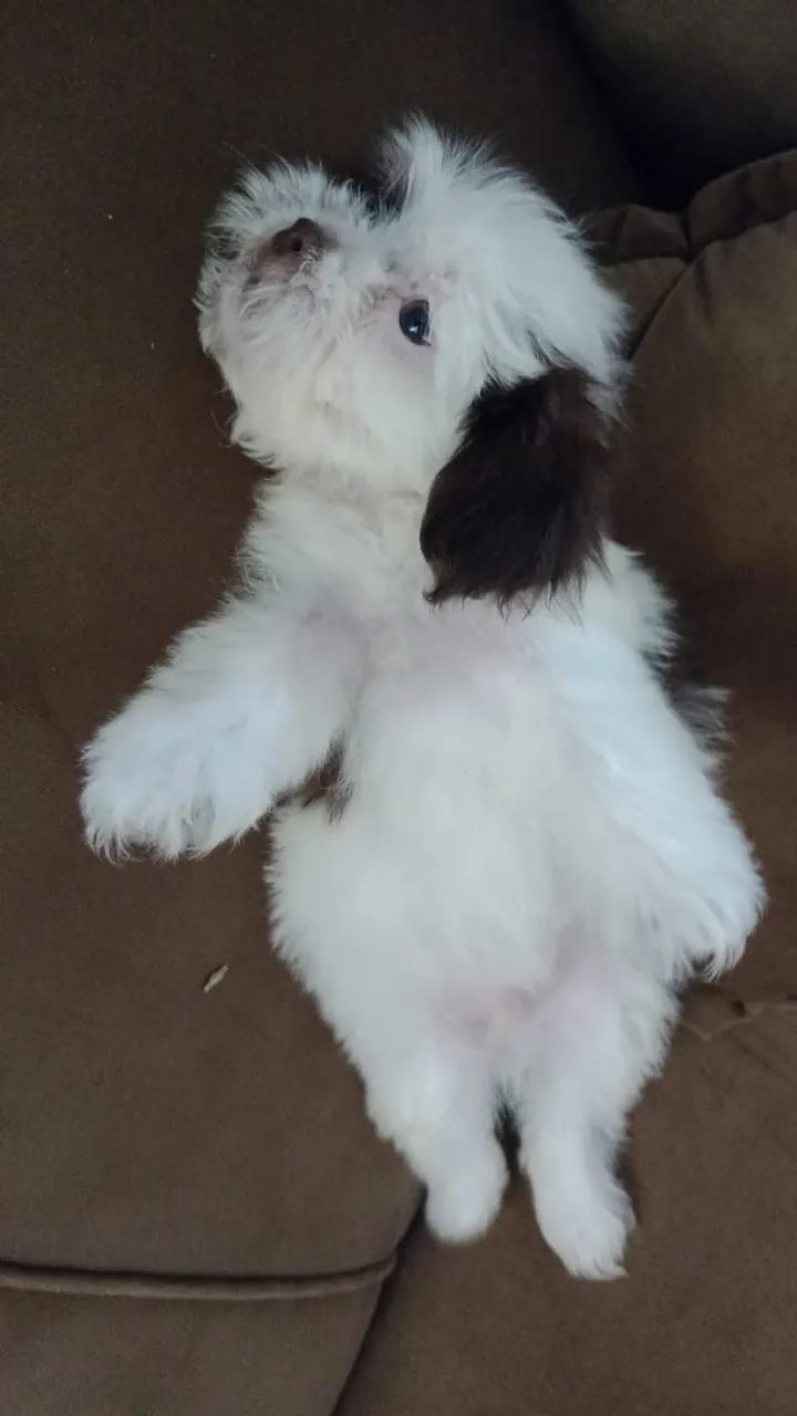 Cachorro  - Foto 2