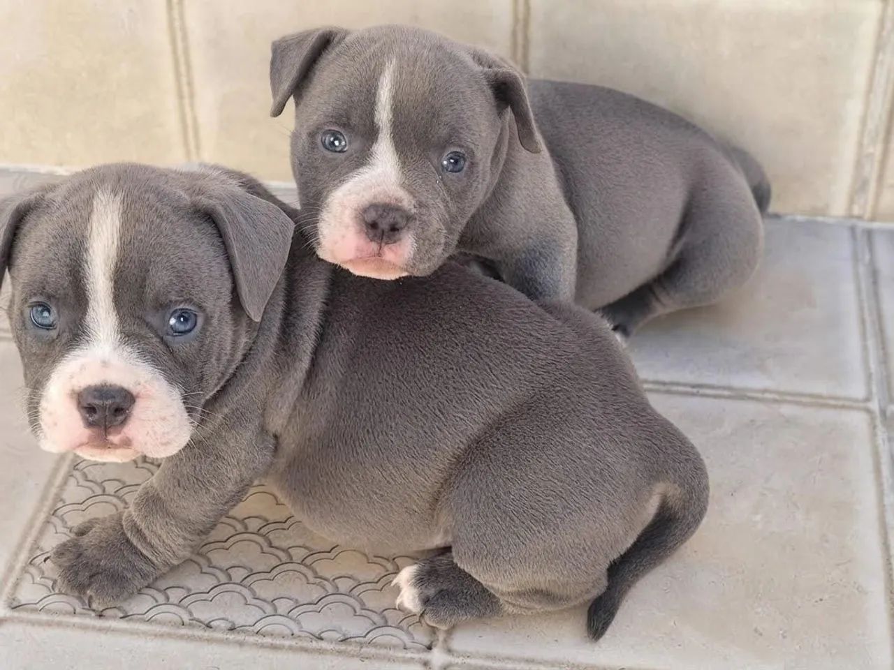 American bully a partir de 2499
