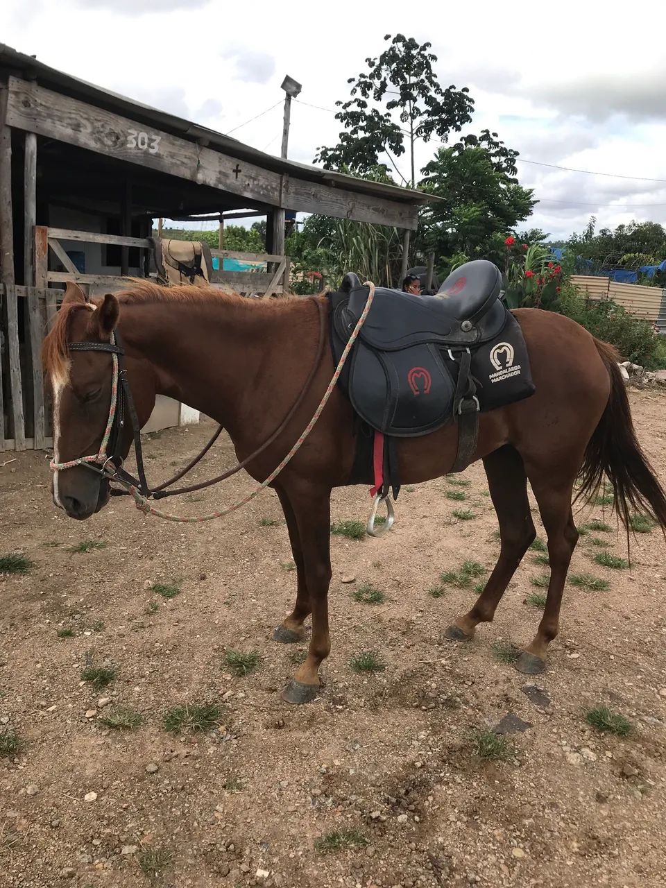Égua piquira 