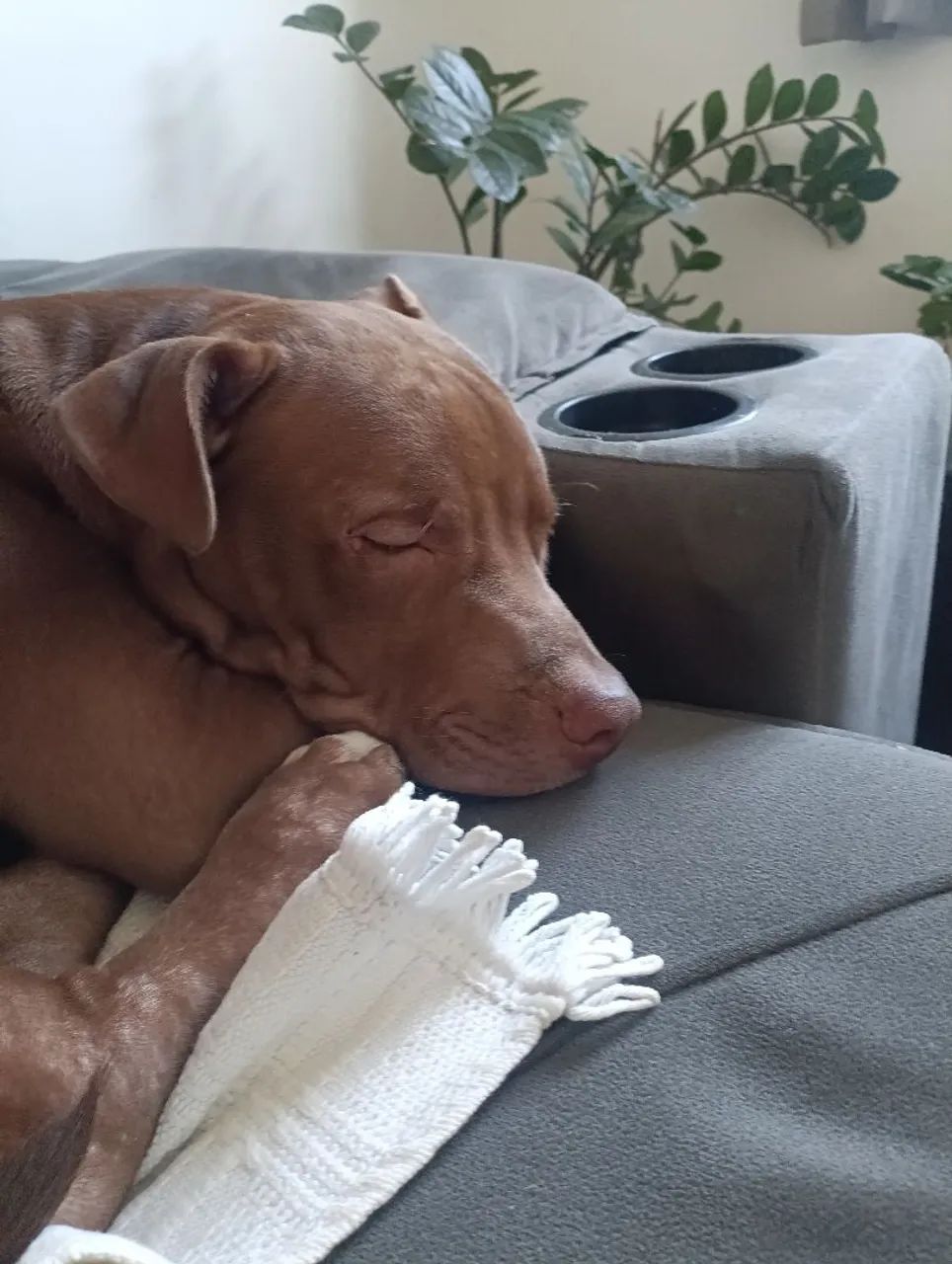 Pet - Foto 4