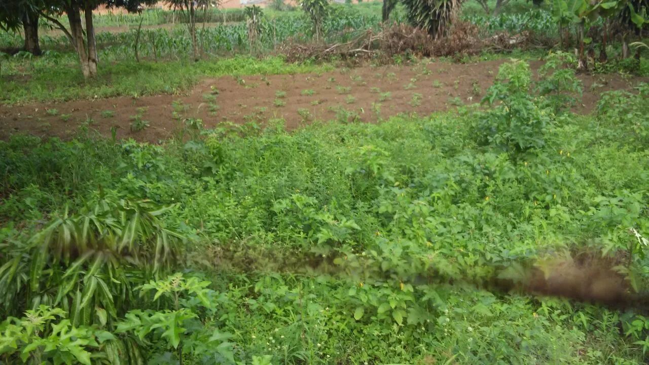 Chácara em município areia branca  - Foto 5