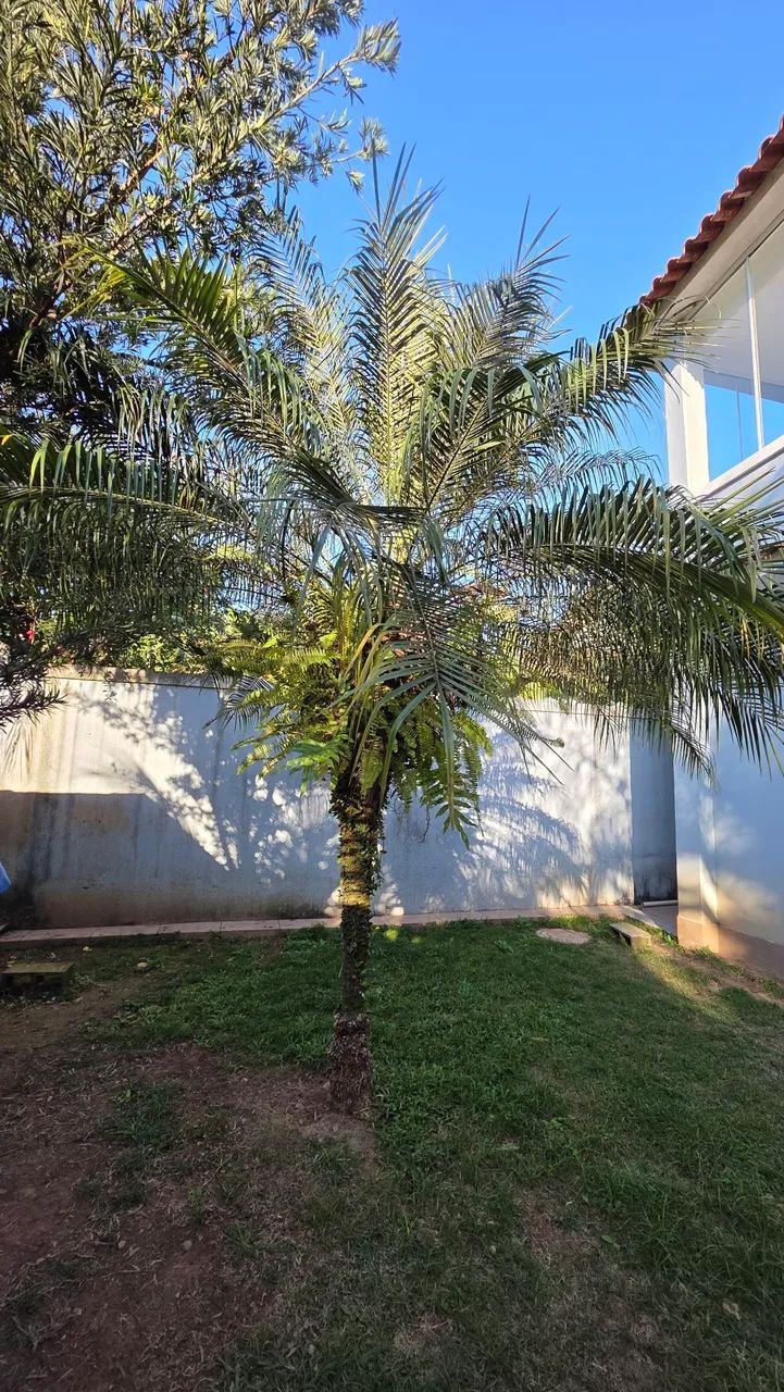Vendo Palmeira Fênix  - Foto 2