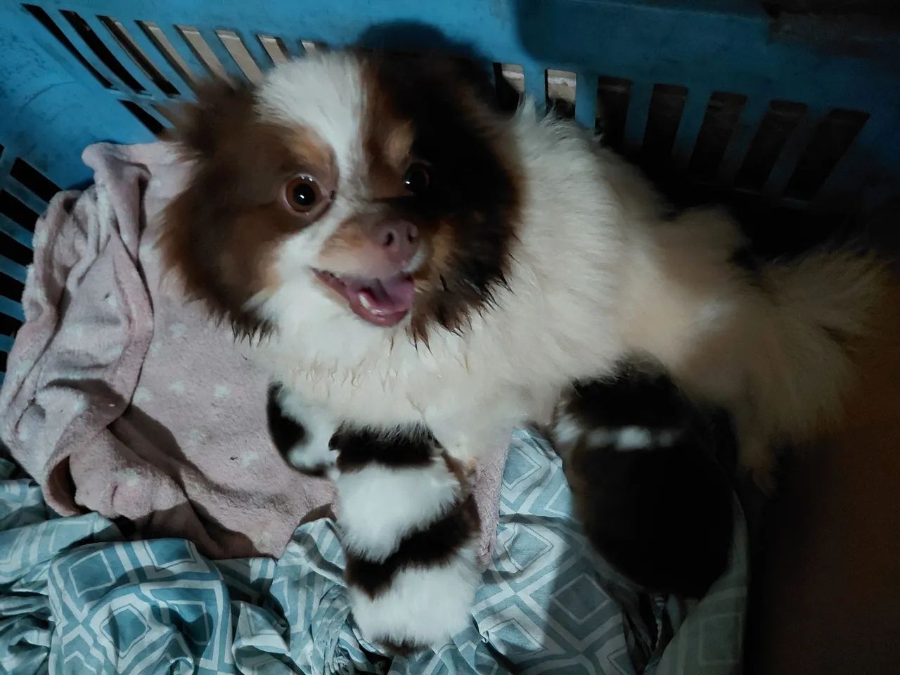 Feminhas de spitz alemão anãzinhas... - Foto 4