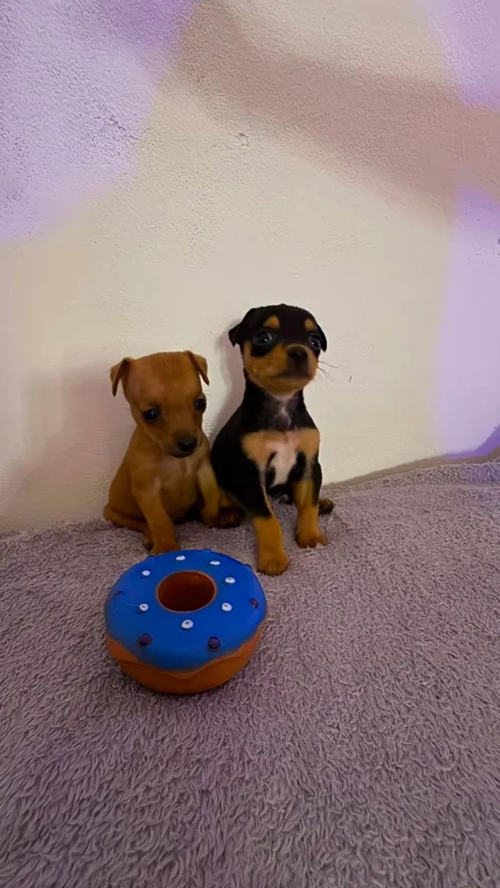 Pinscher Filhote - Foto 3