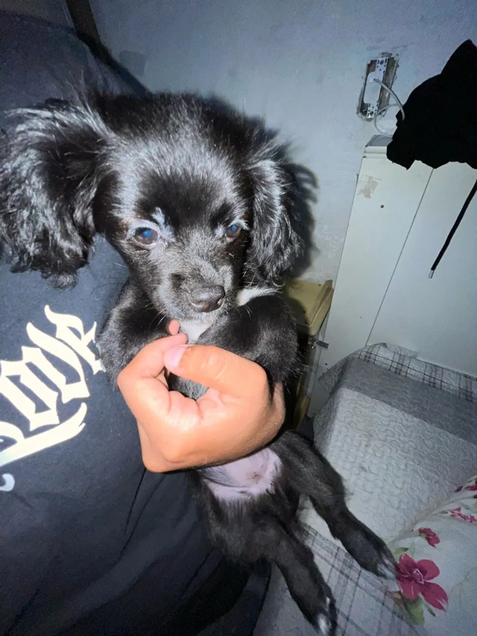 Cachorro shih tzu femea - Foto 5