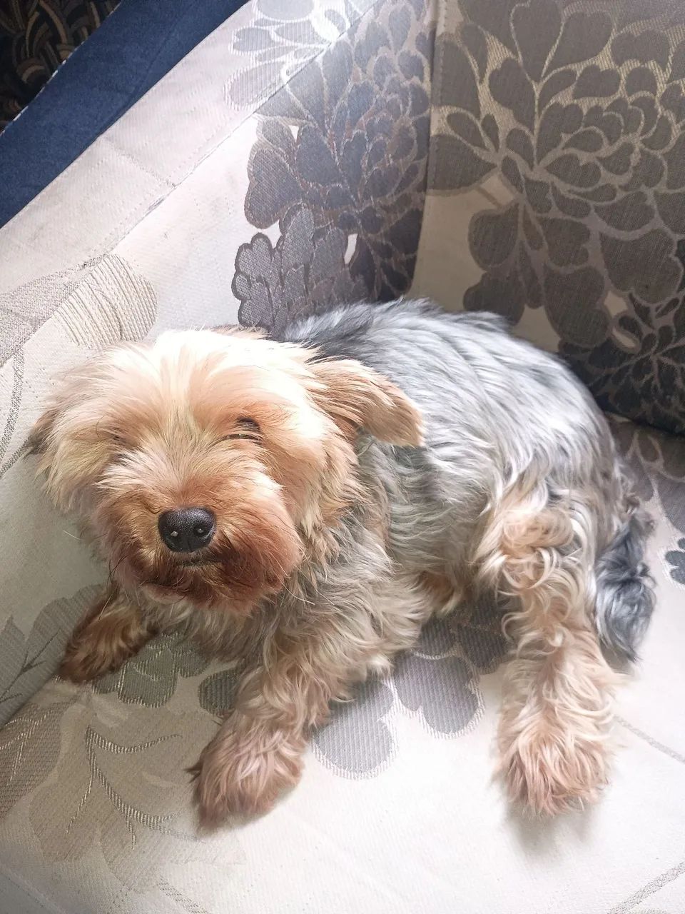 Cachorro  - Foto 3