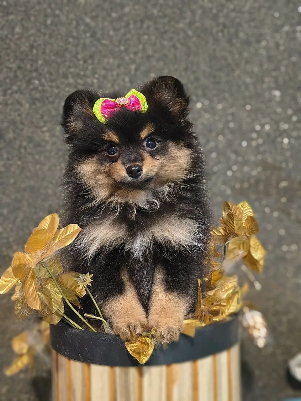 Spitz Alemão  - Foto 3
