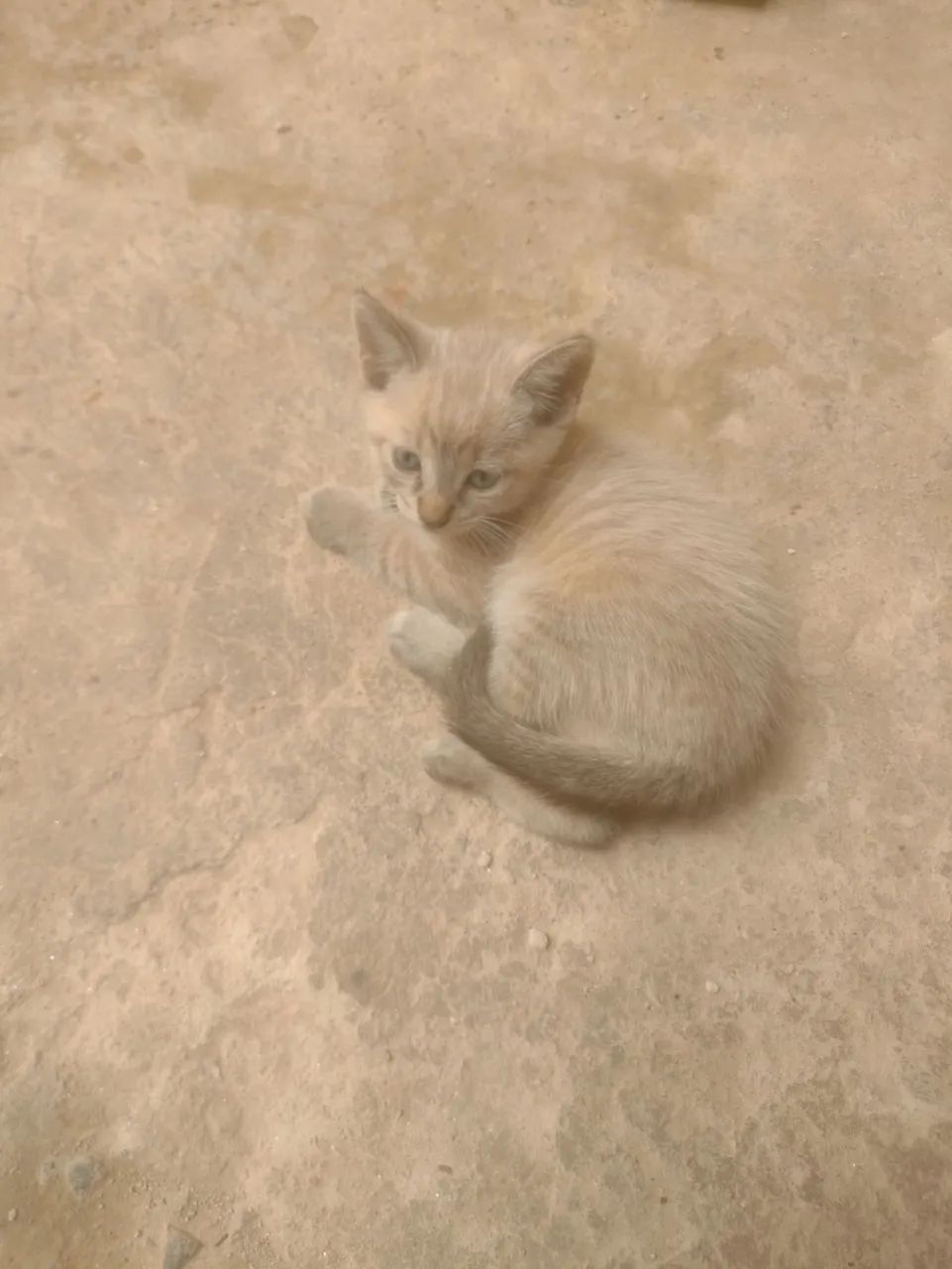 Gatos doa se - Foto 2