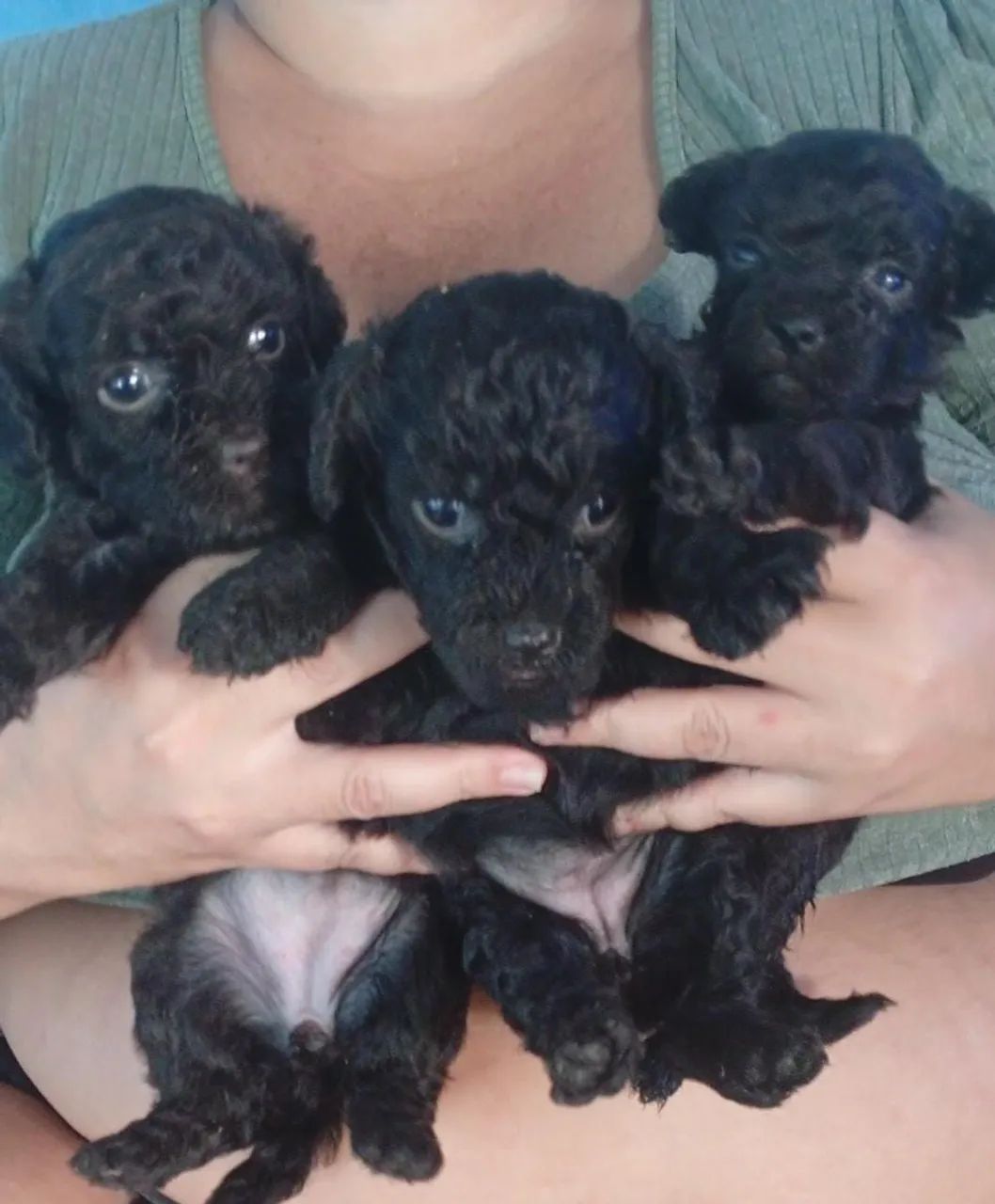Poodle toy  - Foto 4