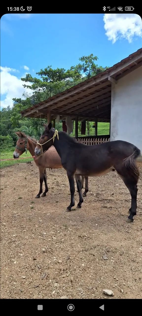 Burro