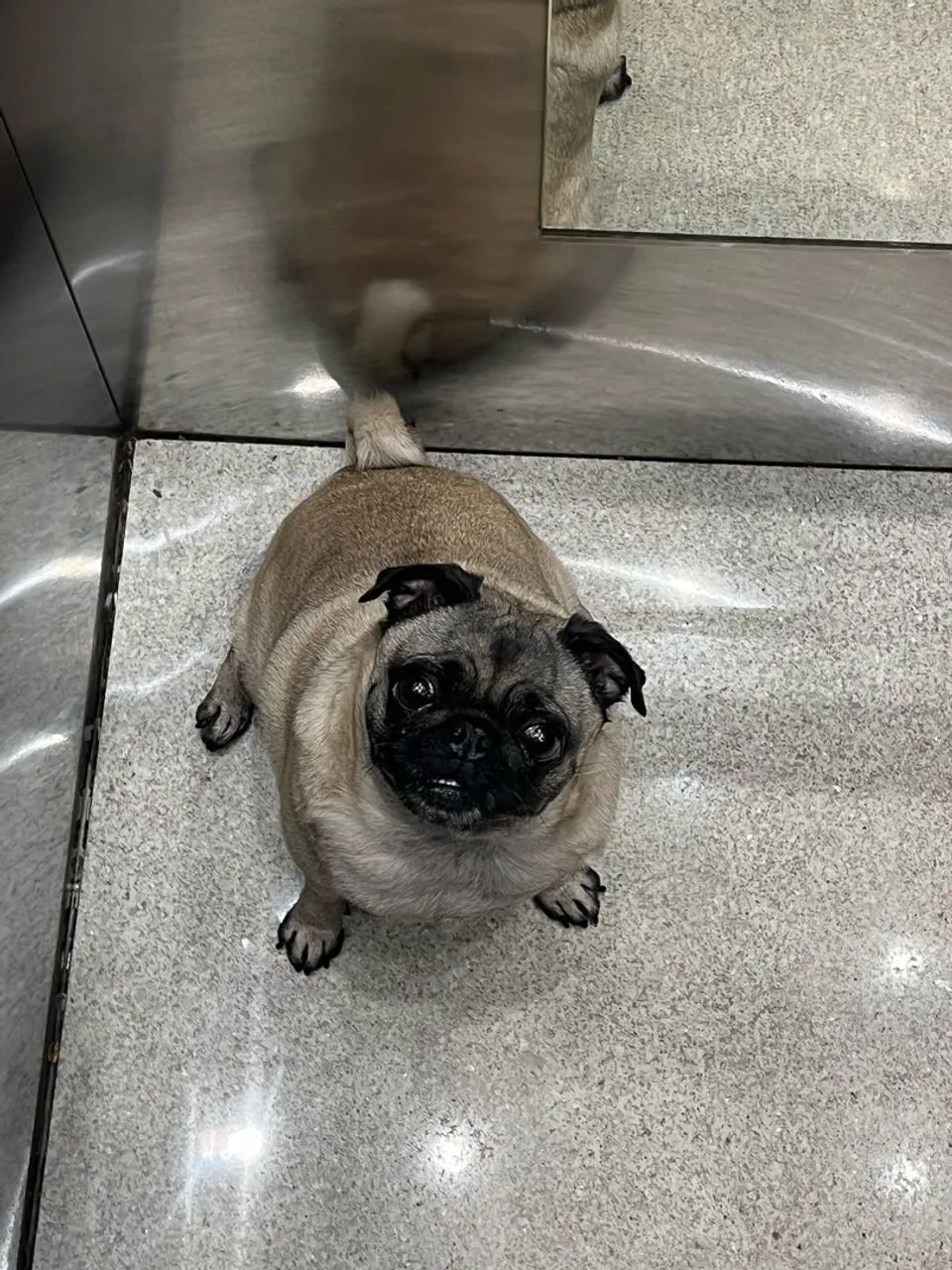 Pug - Foto 2