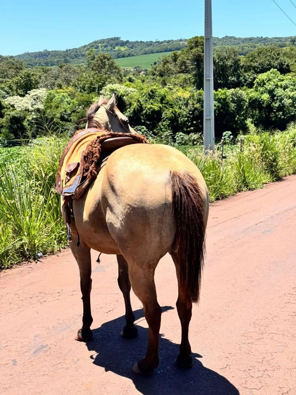 Cavalo castrado  - Foto 4