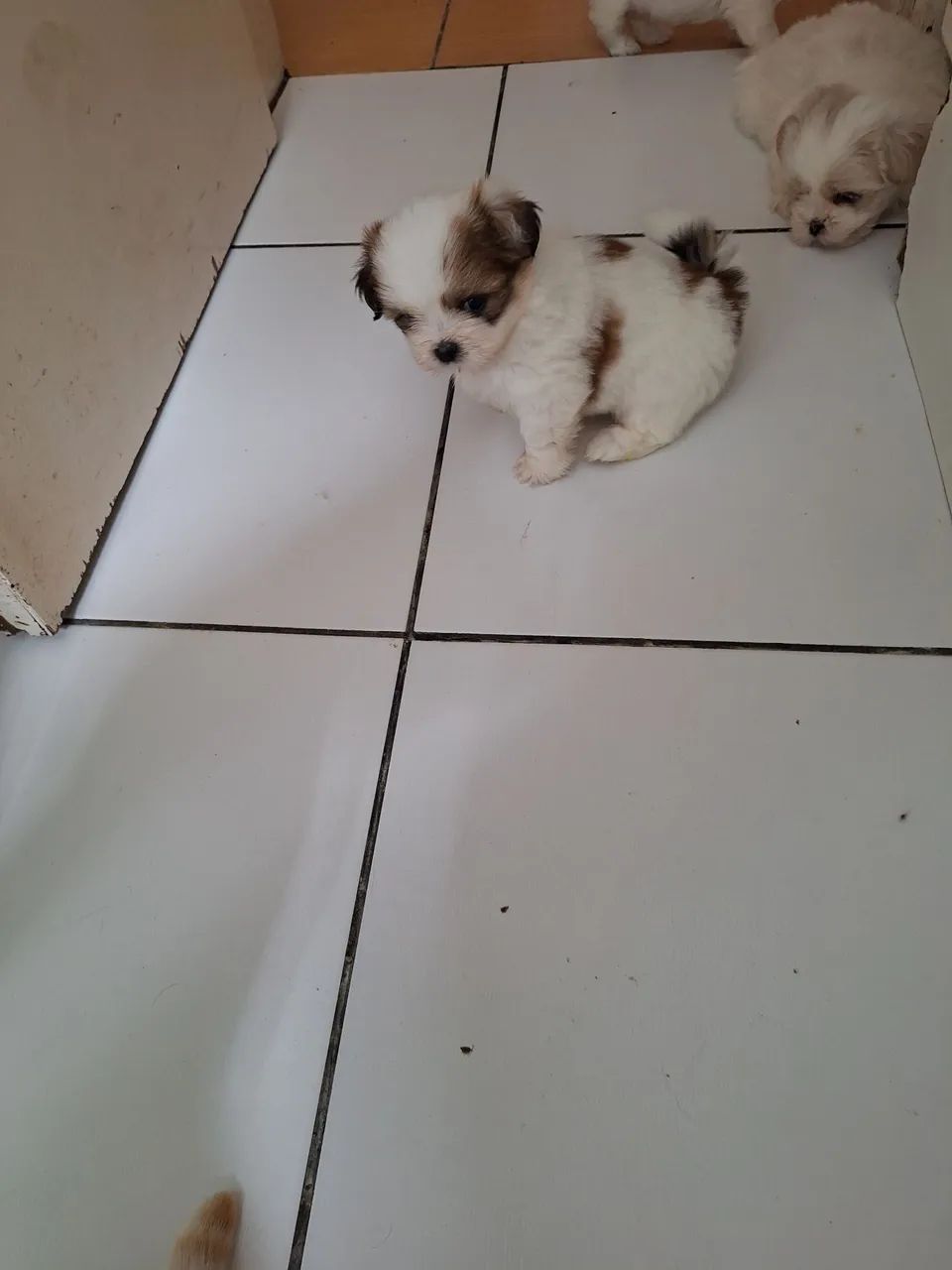 Cachorrinho lihsa
