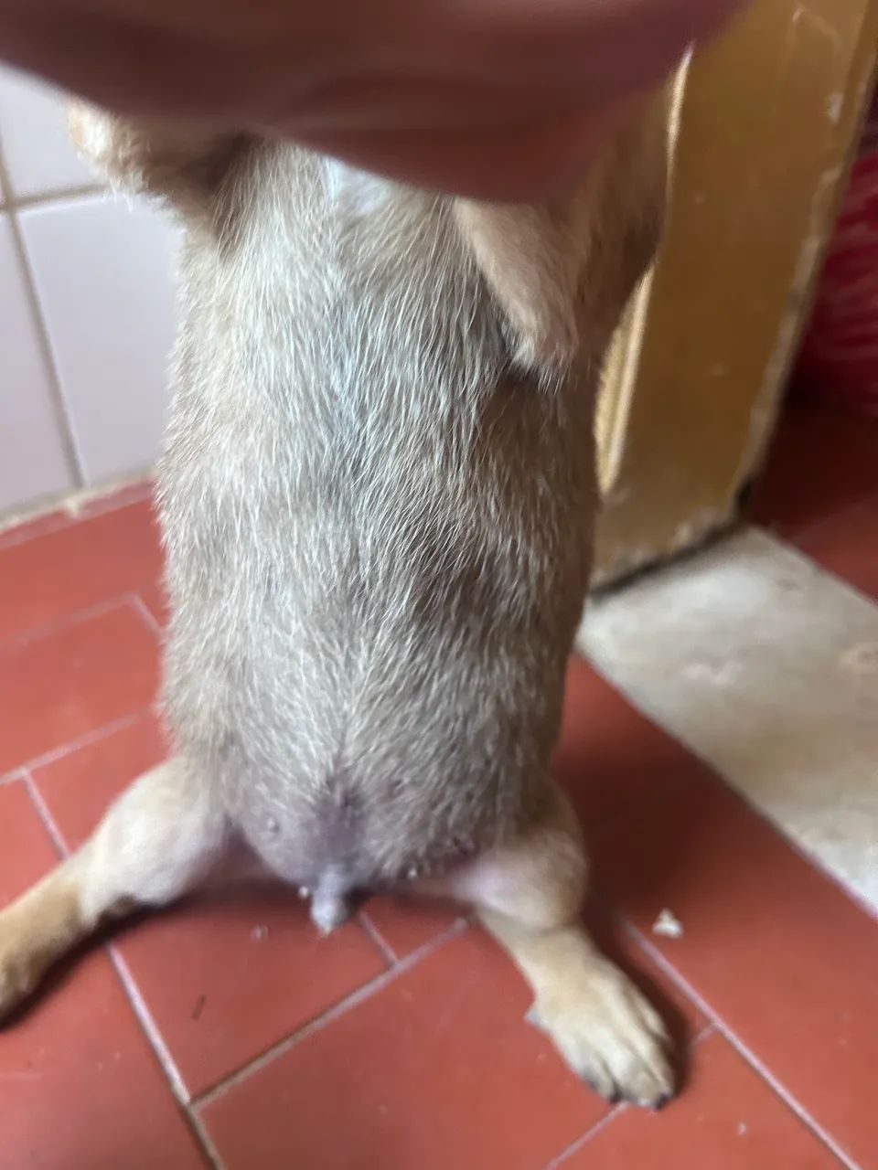 Filhotes, macho para adoção  - Foto 3