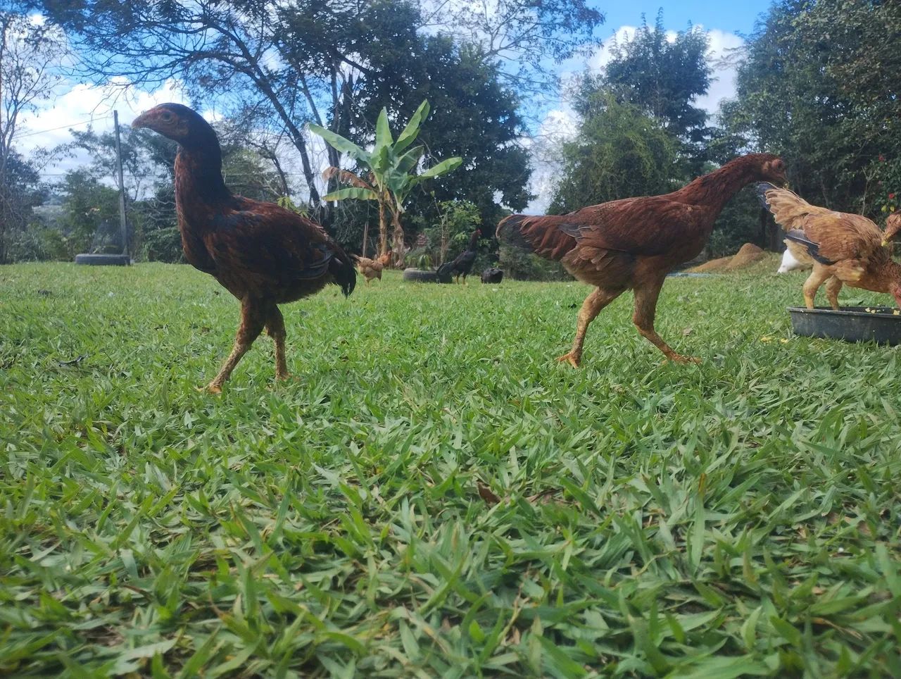 Vendo ou troco  - Foto 3