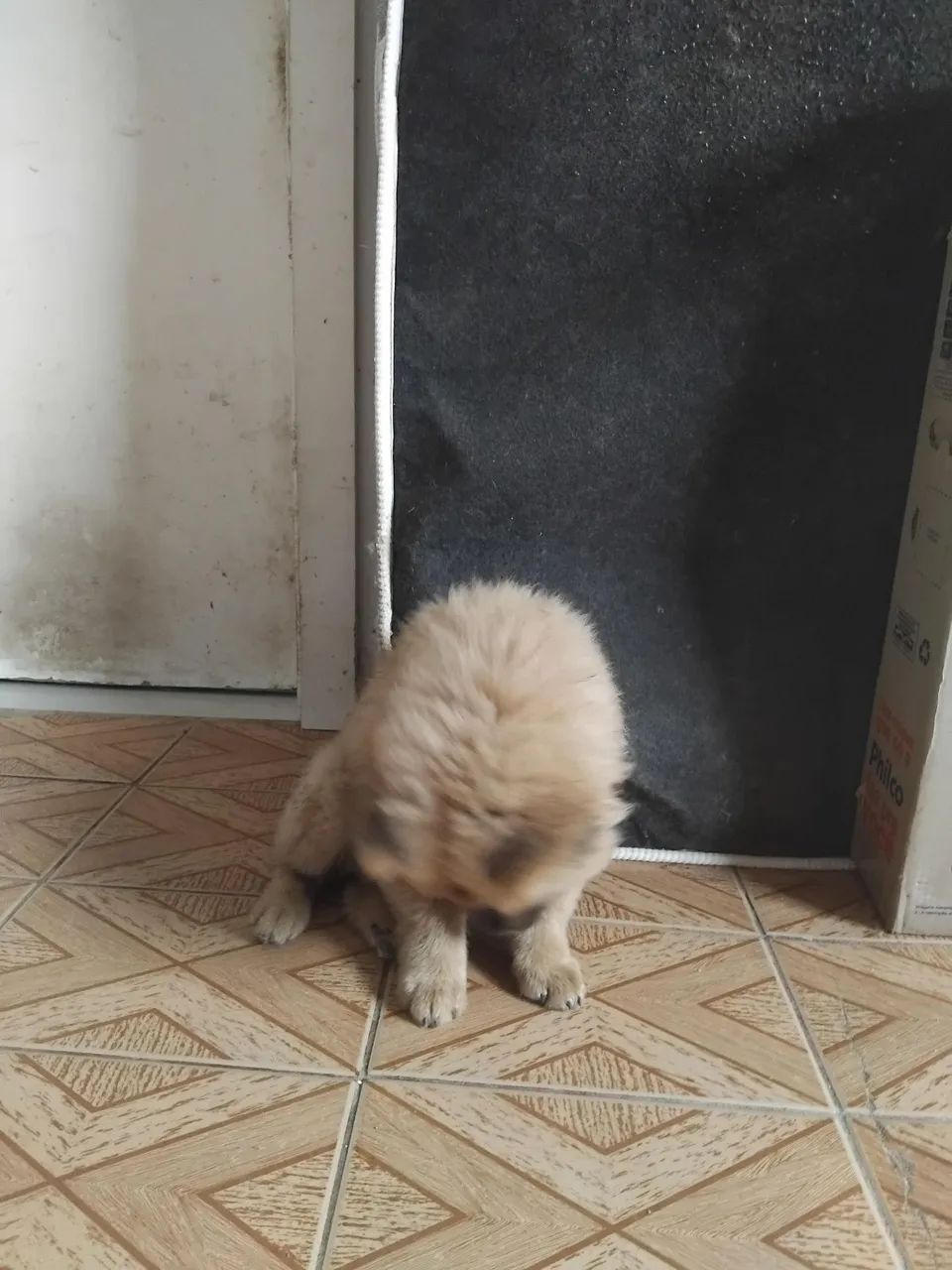Chowchow - Foto 3