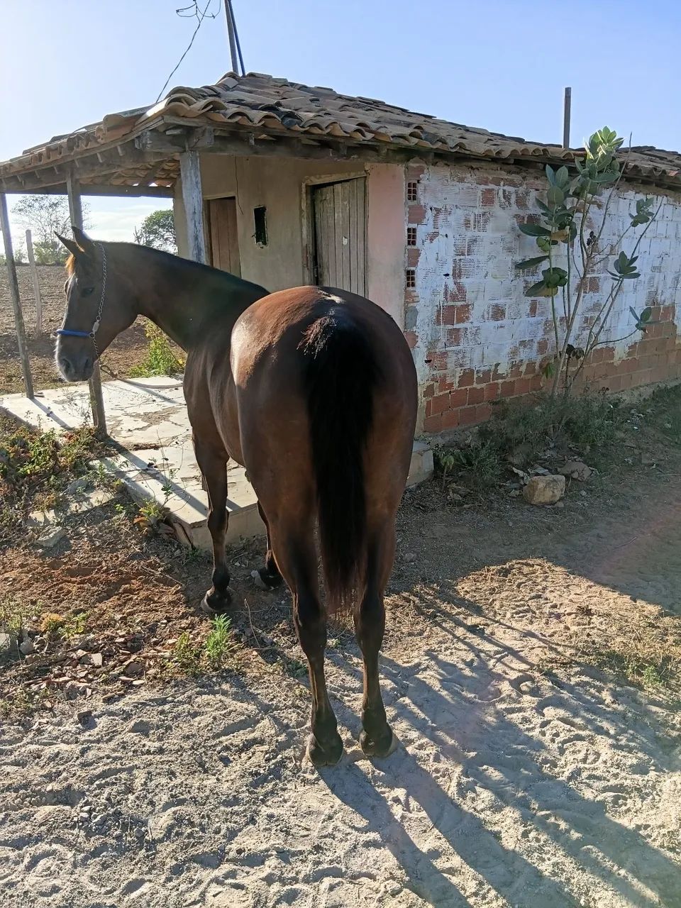Cavalo  - Foto 2