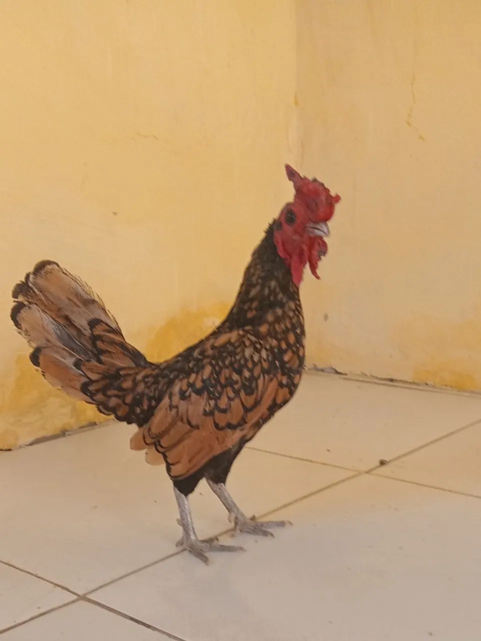 Frango Sebright dourado  - Foto 2