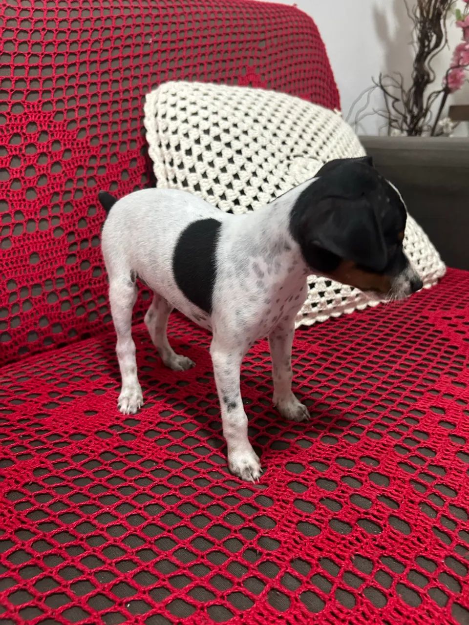 Filhote pinscher  - Foto 5