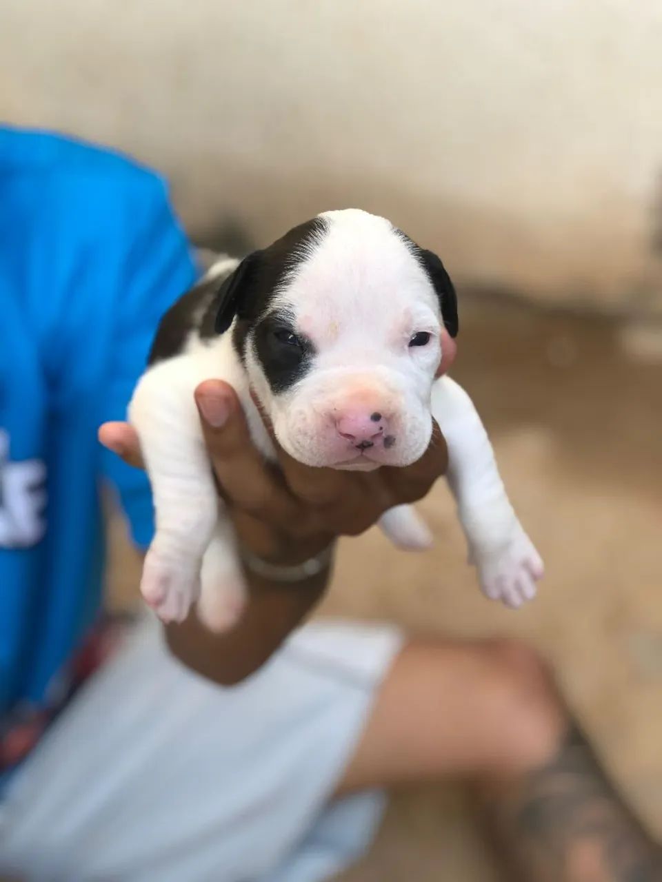Filhotes de Pitbull - Foto 5